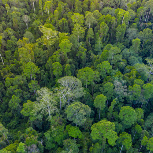 Aerial,Drone,Image,Of,Beautiful,Deep,Green,Rainforest,Jungle,Of